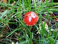Orangeroter Träuschling3